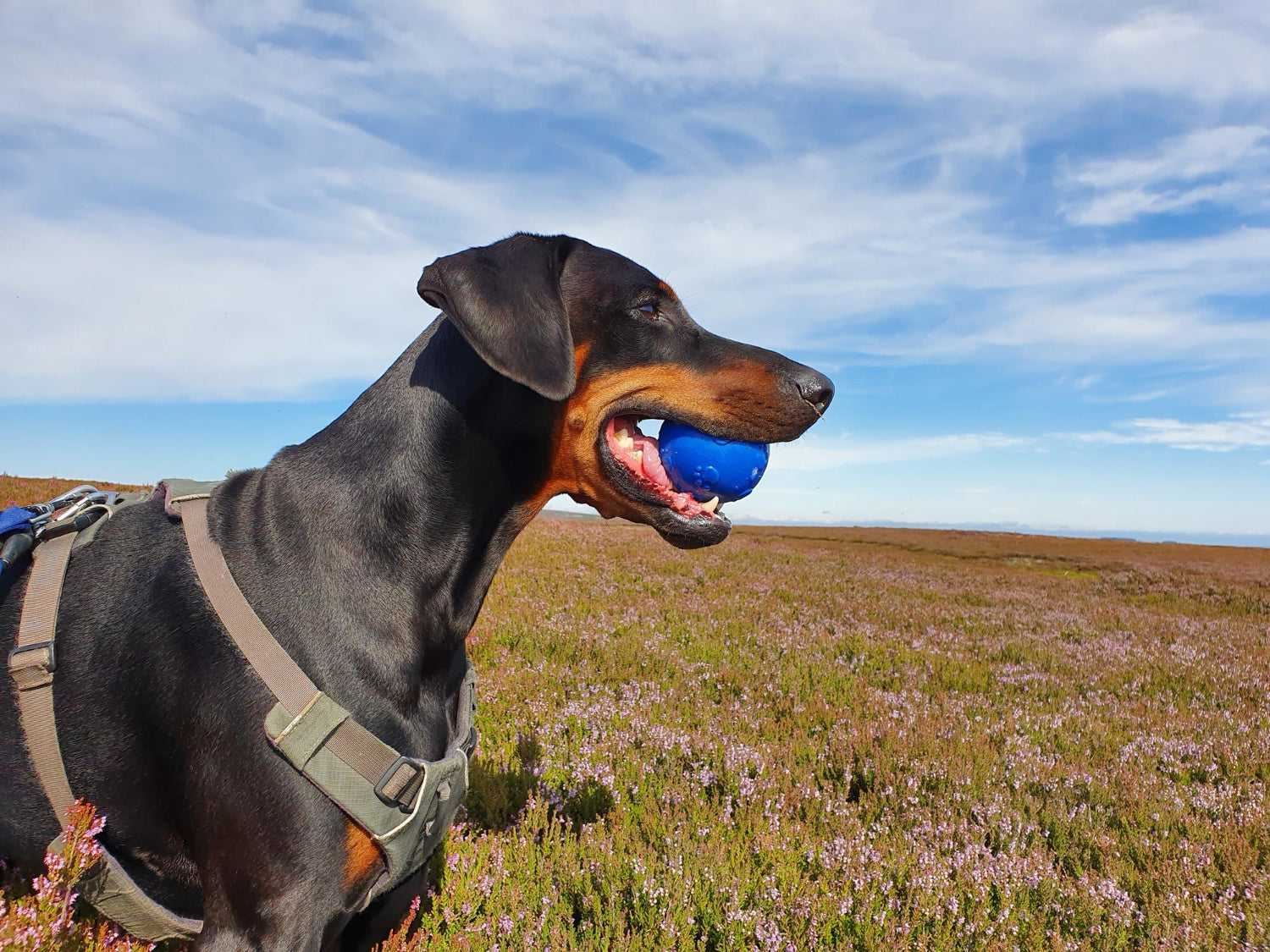 (Practically) Indestructible Dog Toys Australia: The Toughest Chew Toys Built to Last a Lifetime